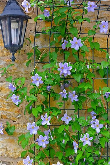 Clematis blue flowering in the garden on the climbing frame with garden lamp