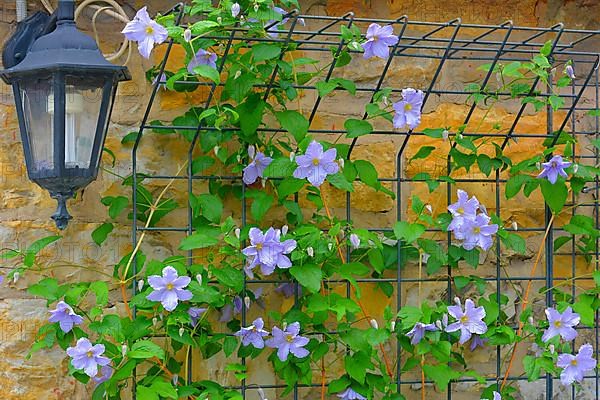 Clematis blue flowering in the garden on the climbing frame with garden lamp