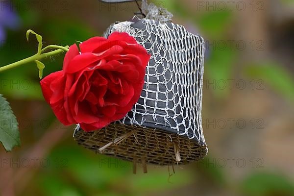 Pest control in a suspended pot in the garden