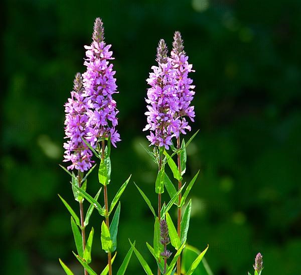 Purple loosestrife