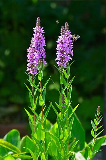 Purple loosestrife