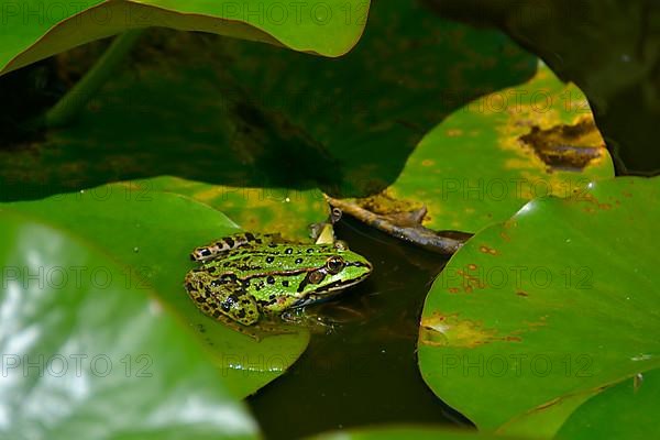 Water frog sitting on lily pads