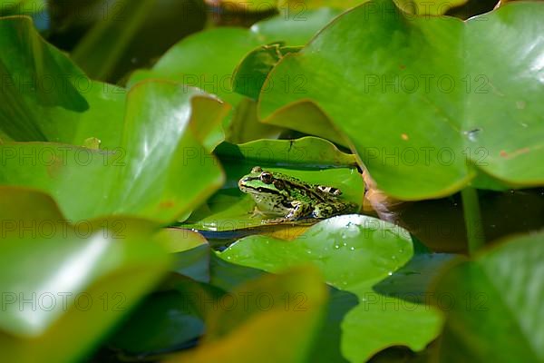 Water frog sitting on lily pads