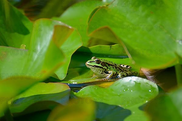 Water frog sitting on lily pads