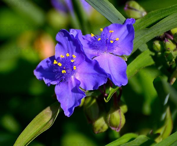 Dayflowers