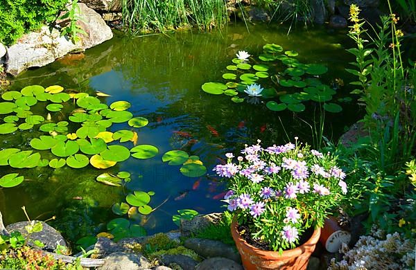 Goldfish in the lily pond