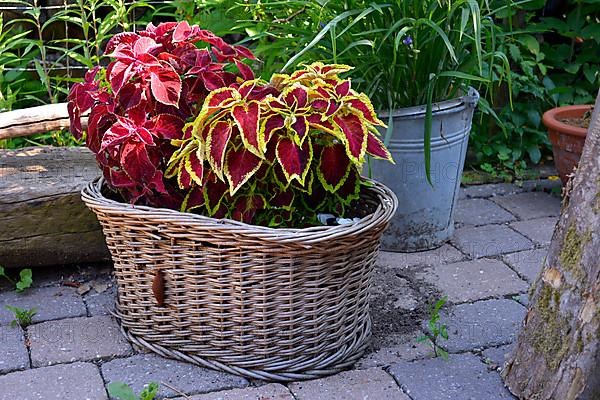 Coleus nettle