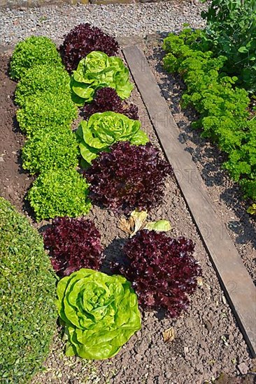 Farm garden