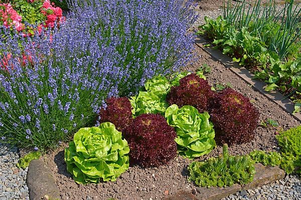 Farm garden