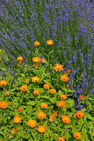 Cottage garden