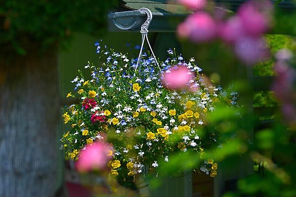 Hanging basket