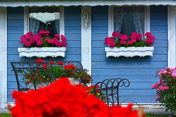 Red geraniums flowering in a box