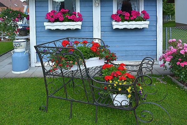 Red geraniums flowering in a box