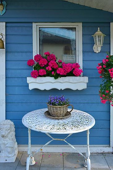 Roses in pots at the garden house