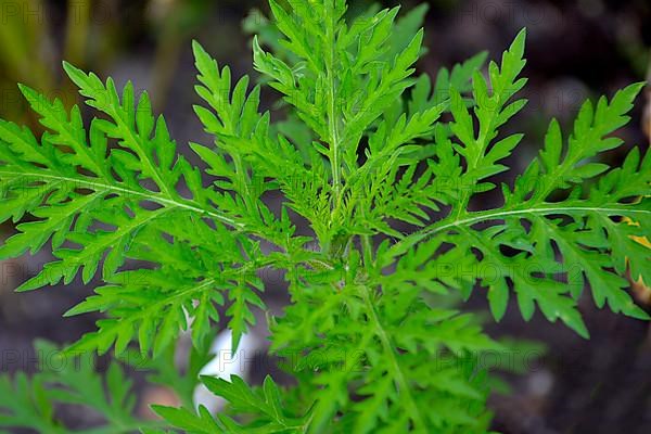 Ragweed in the garden