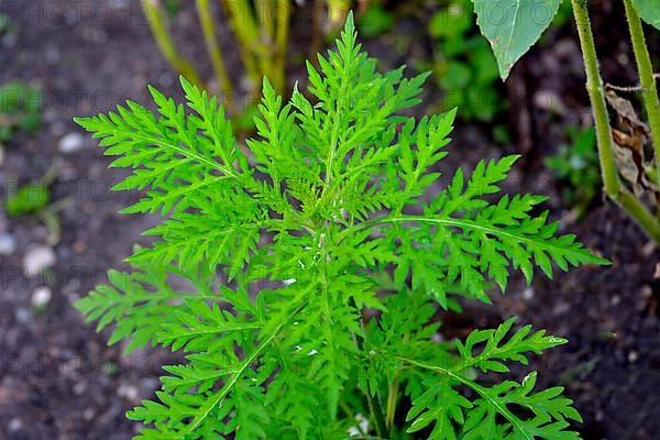 Ragweed in the garden