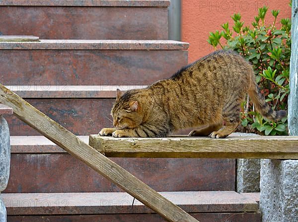 Domestic cat mackerel claws sharpening on wooden board