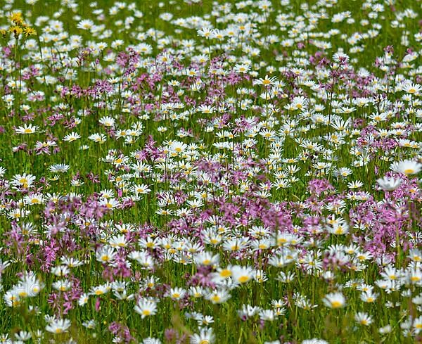 Meadow flowers blooming in the garden blue lupins