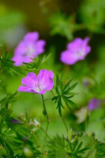 Cranesbill flowering in the garden