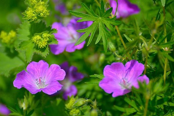 Cranesbill flowering in the garden