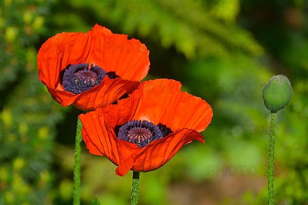 Oriental poppy flowering in the garden