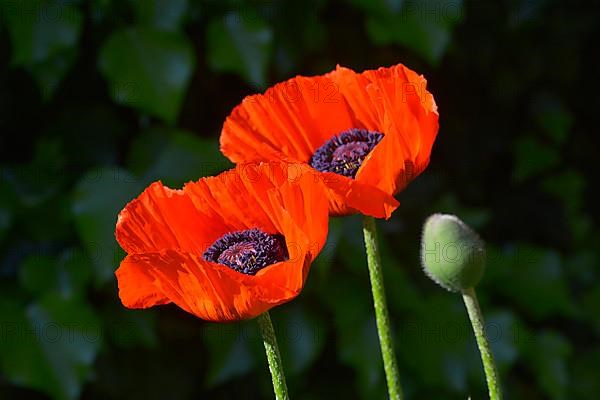 Oriental poppy flowering in the garden