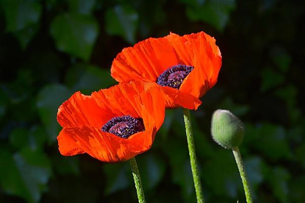 Oriental poppy flowering in the garden