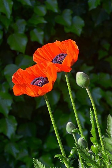 Oriental poppy flowering in the garden