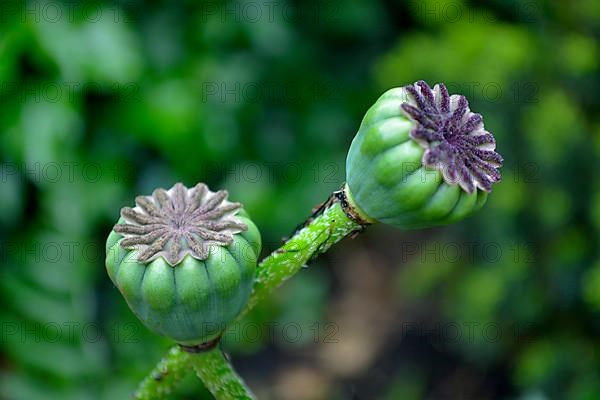 Oriental poppy