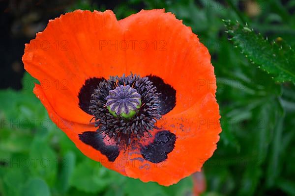 Oriental poppy flowering in the garden