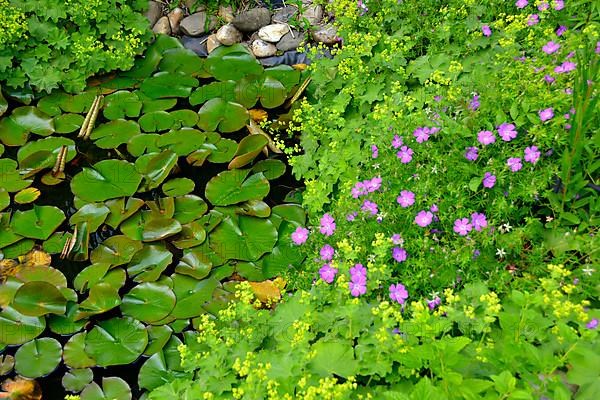 Garden pond