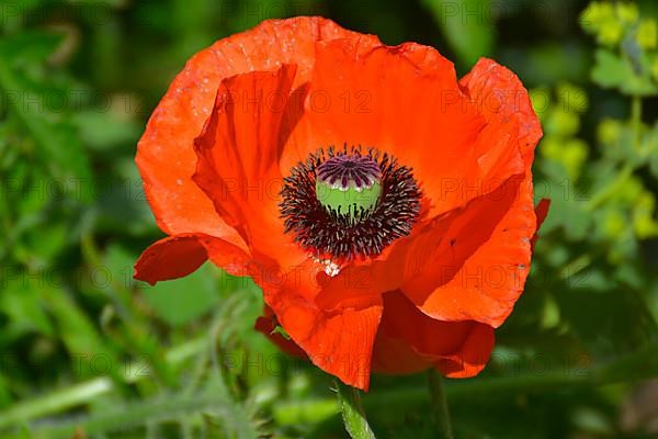 Oriental poppy flowering in the garden