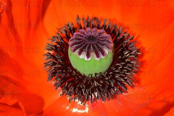 Oriental poppy flowering in the garden