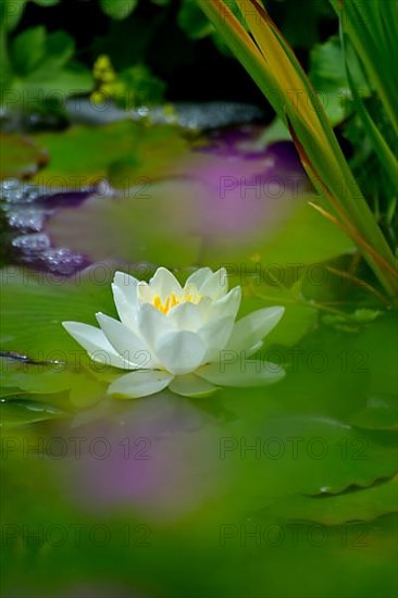 White water lily flowering in pond