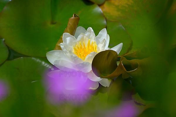 White water lily flowering in pond