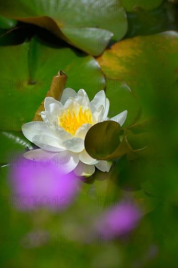 White water lily flowering in pond