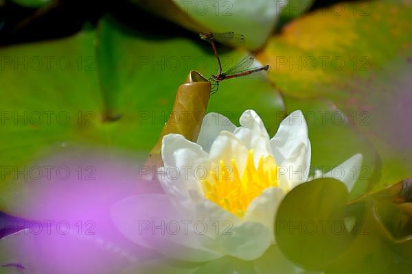 White water lily flowering in pond