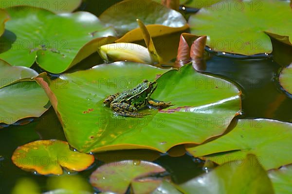Water frog sitting on lily pad in garden pond