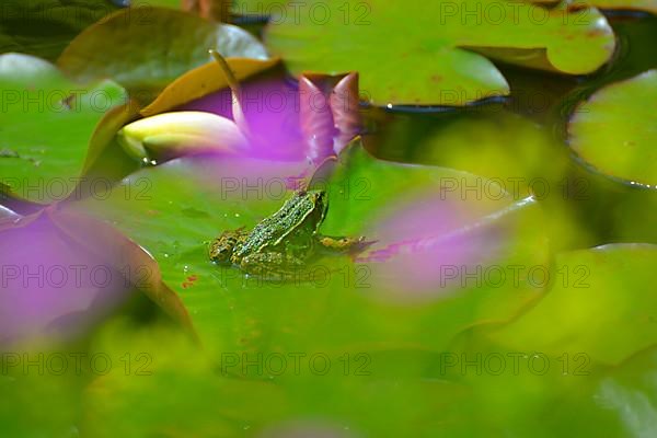 Water frog sitting on lily pad in garden pond