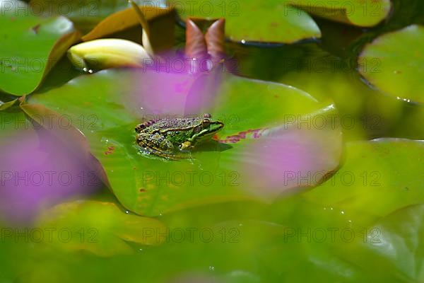 Water frog sitting on lily pad in garden pond