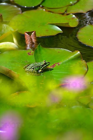 Water frog sitting on lily pad in garden pond