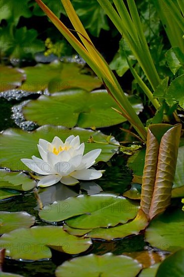 White water lily flowering in pond