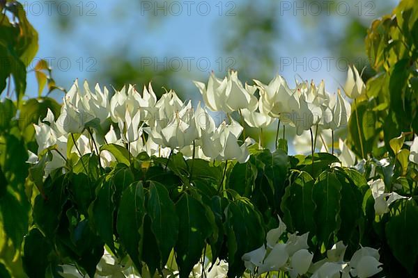 Japanese dogwood flowering in the garden