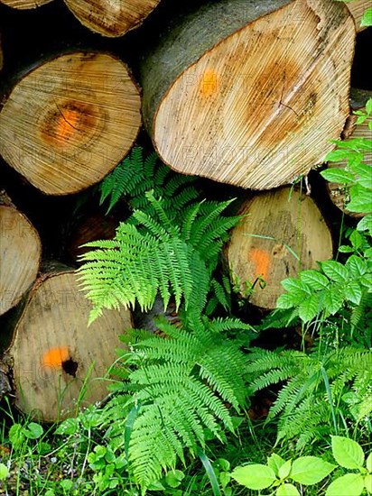 Wood store with fern in the forest