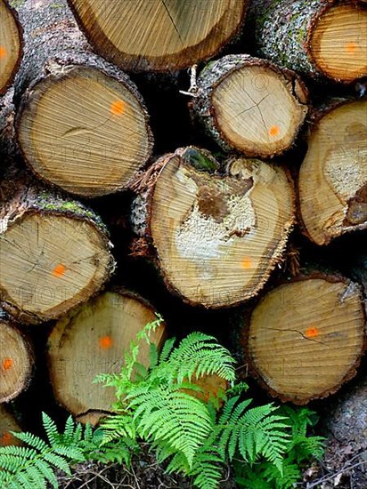 Wood store with fern in the forest