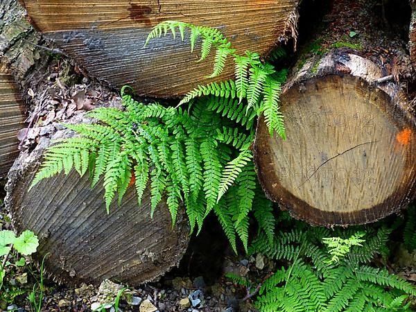 Wood store with fern in the forest