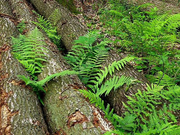 Tree trunks with fern in the forest