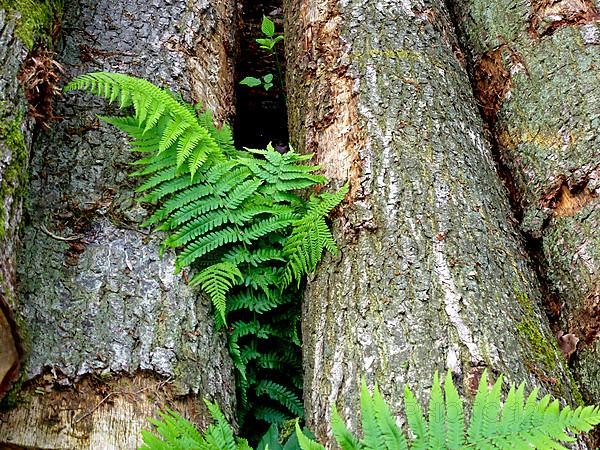 Tree trunks with fern in the forest