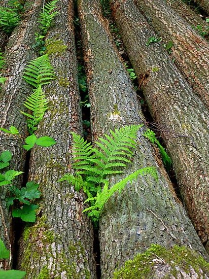 Tree trunks with fern in the forest