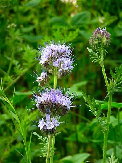 (Phacelia) flowering in the field